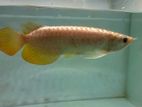 24k Golden Arowana