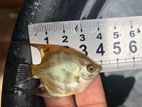Premium Angel Fish 3 - 4 cm