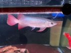 Premium Blood Red Arowana Fish