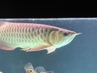 Premium Blue Base Arowana Fish