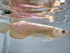 Bluebase Arowana