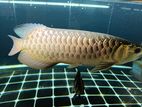 Premium Bluebase Arowana