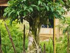 Premium Bonsai Plants