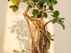 Premium Bonsai Plants