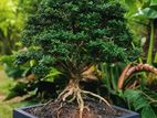 Premium Bonsai Plant