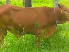 Bull