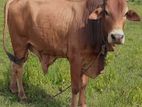 Cow