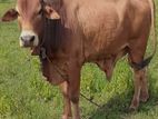 Farm Cow