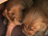 Cocker Spaniel Puppies