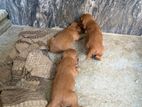 Cocker Spaniel Puppies