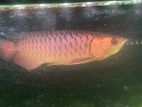 Golden Arowana