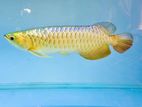 Premium Crossback Golden Arowana