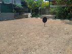 Premium Gated Land Plots in Hiran Panadura C33