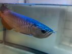 Golden Arowana Fish