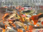 Guppy Fish