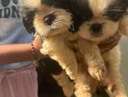 Shih Tzu Puppies