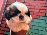 Shih Tzu Puppies