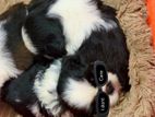 Shih Tzu Puppies