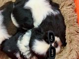 Shih Tzu Puppies
