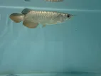 Golden Arowana Fish