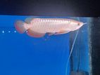 Premium Highback Golden Arowana