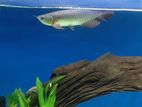 Golden Arowana