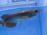 Premium Highback Golden Arowana
