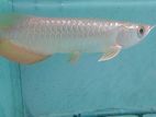 Golden Arowana