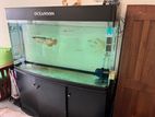 Premium Highback Golden Arowana Fish with Tank Full Set