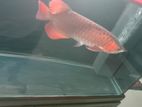 Premium Indonesian Chili Red Arowana (16-17 Inches)