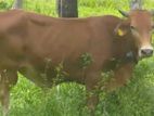 Jersey Sahiwal Cow