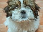 Shih Tzu Puppies