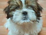 Shih Tzu Puppies