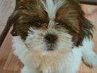 Male Shitzu Puppies