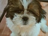 Male Shitzu Puppies