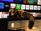 Persian Cat