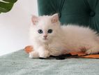 Premium Persian Cats Available
