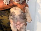 Premium quality American bully puppies