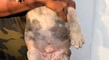 Premium quality American bully puppies