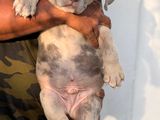 Premium quality American bully puppies