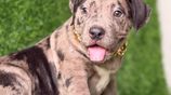 Premium quality American bully puppies