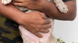 American Bully Puppies