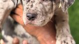 Premium quality American bully puppies