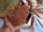 Premium Quality Coco Peat