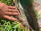 Malaysian Grass