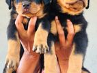 Rottweiler Puppies