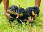 Rottweiler Puppies