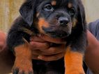 Premium Rottweiler