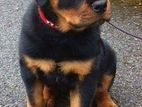 Rottweiler Puppies
