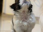 Shih Tzu Puppies